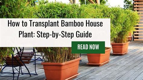 How to Transplant Bamboo House Plant: Step.